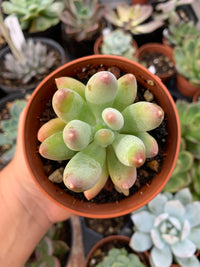 Pachyveria "coco"