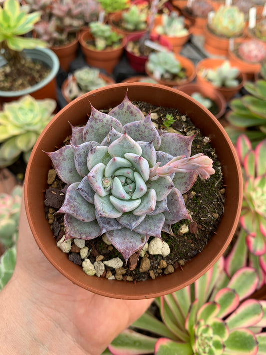 Echeveria "Beatrice"