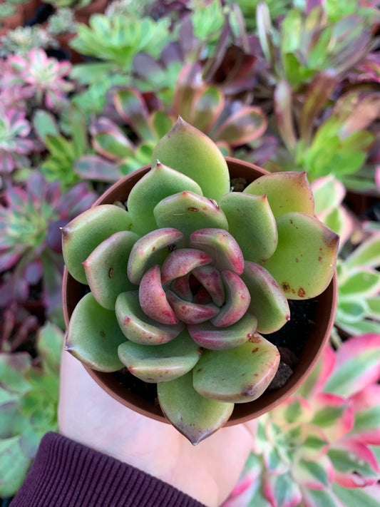 Echeveria "La Vie en Rose" Korean