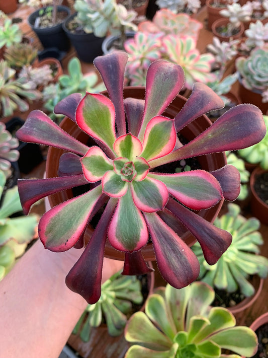 Aeonium "Chanel" variegado