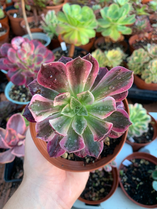 Aeonium "Wedding Dress" variegado