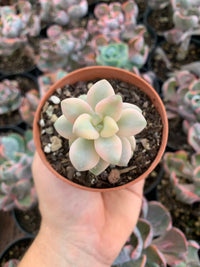 Graptosedum "Nuit Blanche" variegada Korean