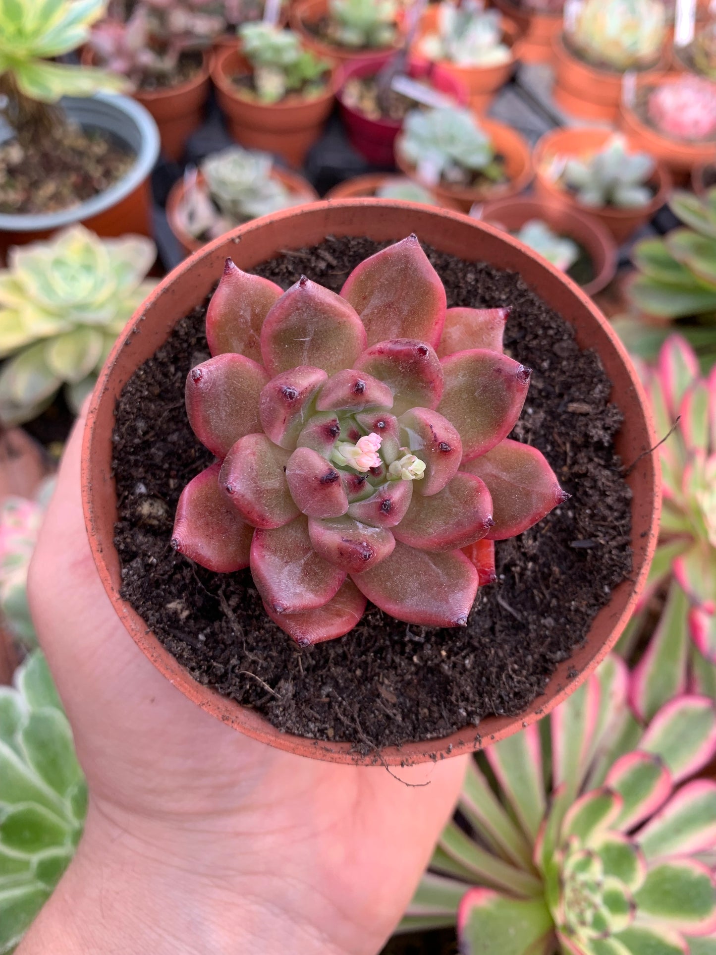 Echeveria "Zip Flat" Coreano