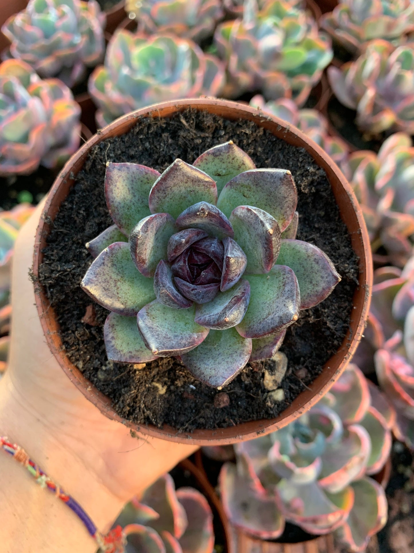 Echeveria "Black Queen" Korean