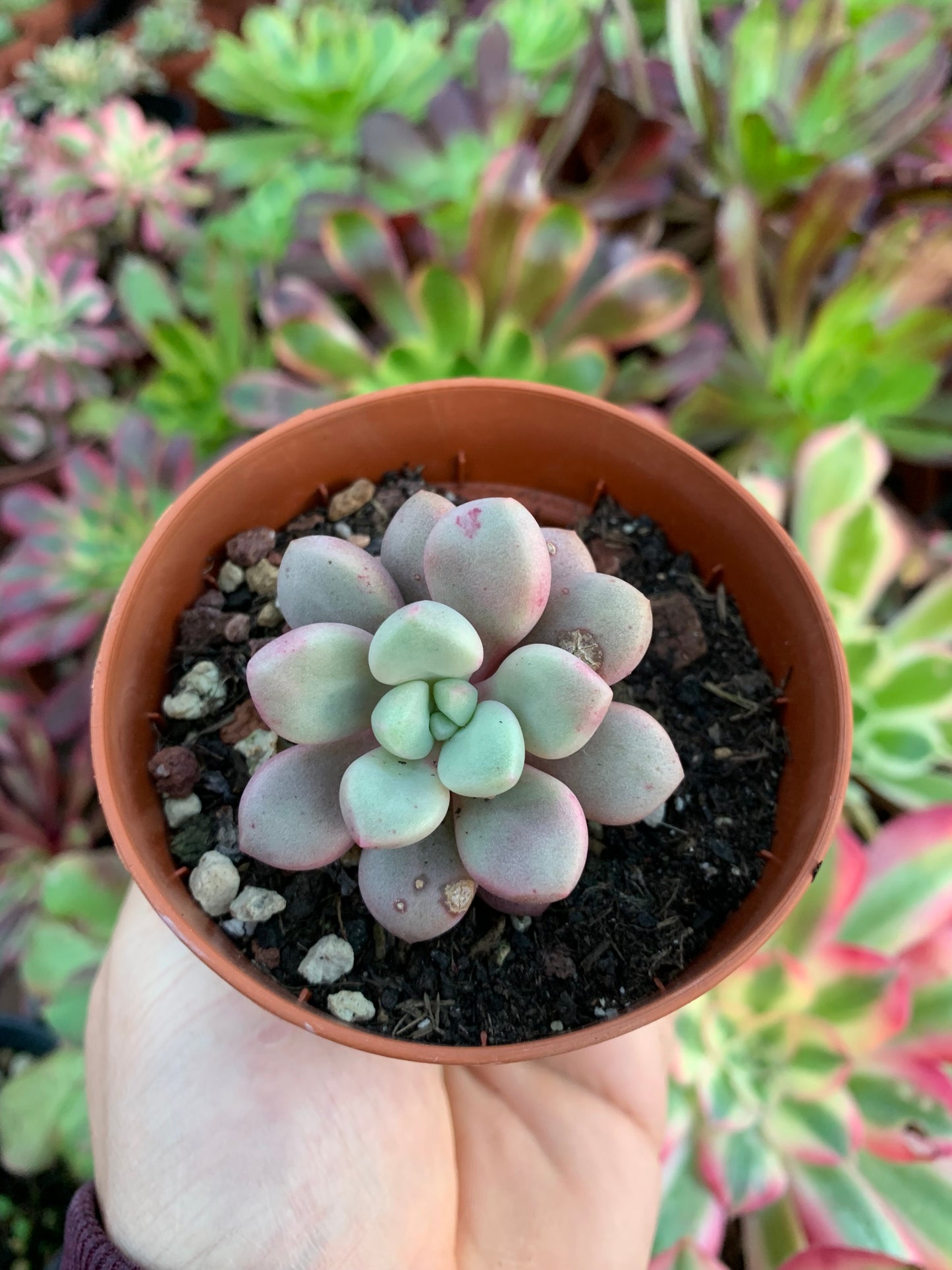 Echeveria "Polaris Heart" Korean by Chang Won farm