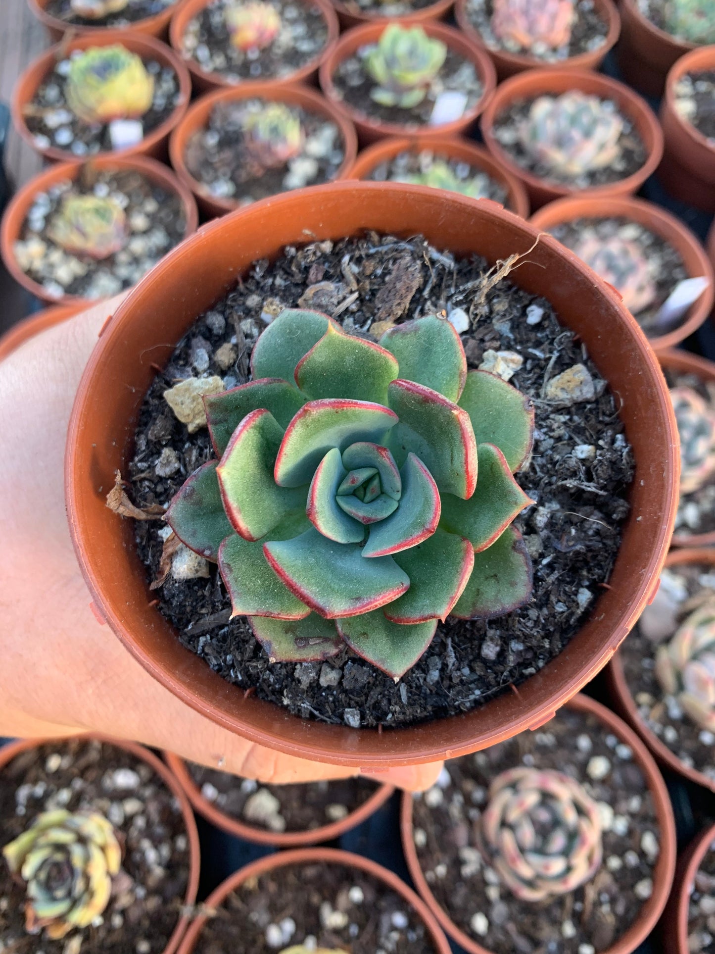 Echeveria "Black Rose"