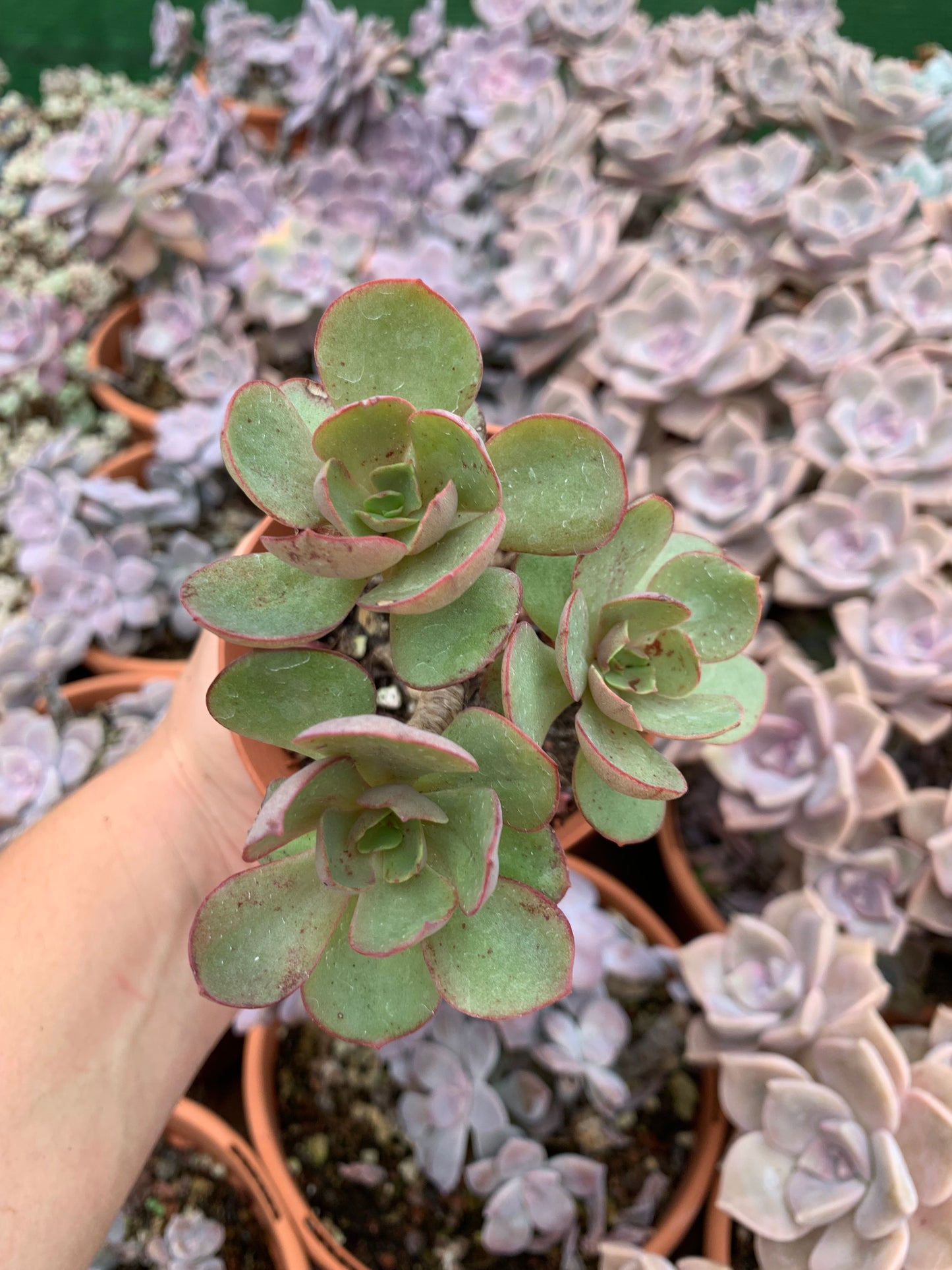 Echeveria "suyon" cluster Korean