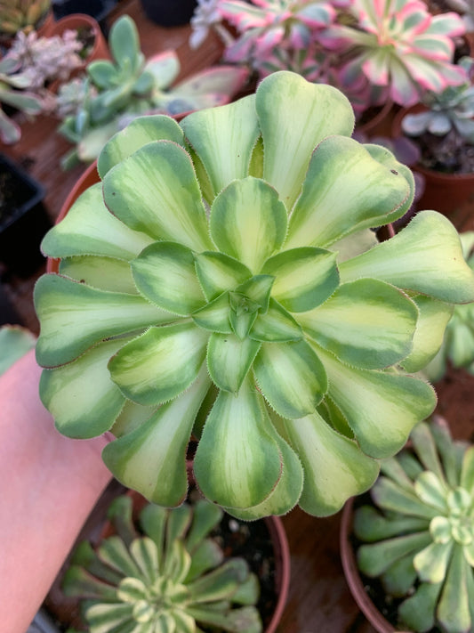 Aeonium "ShaoHua" variegad