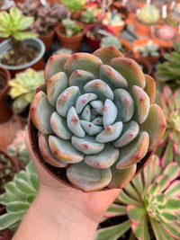 Echeveria "Poleshay" Korean