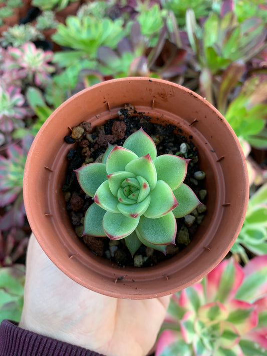 Echeveria "Paulina"