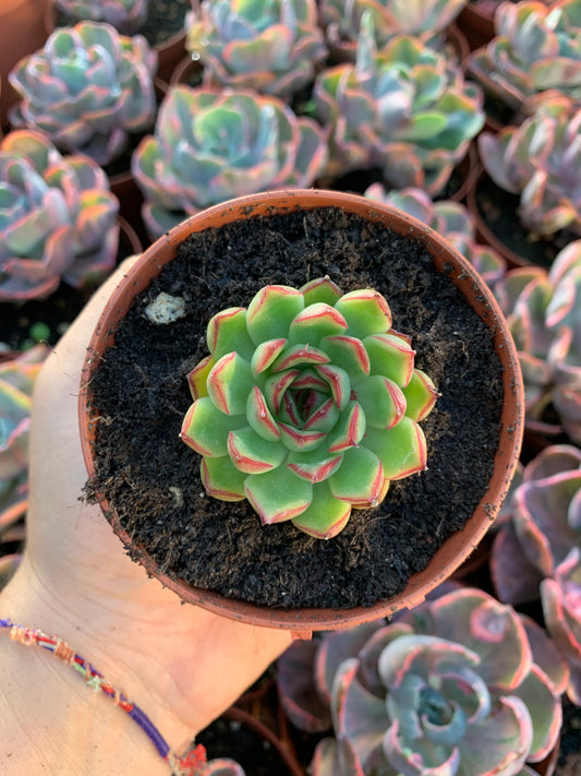 Echeveria "Arcane" Korean by Chang Won farm