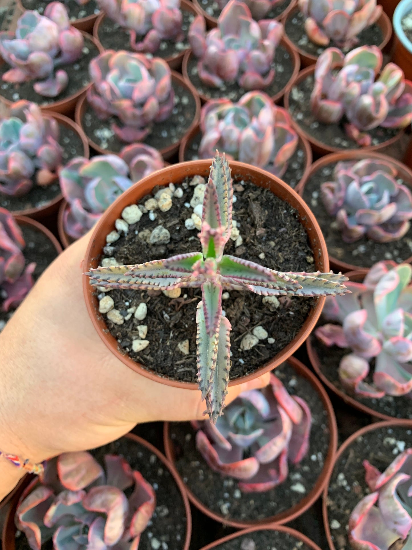 Kalanchoe daigremontiana "Pink Butterflies"