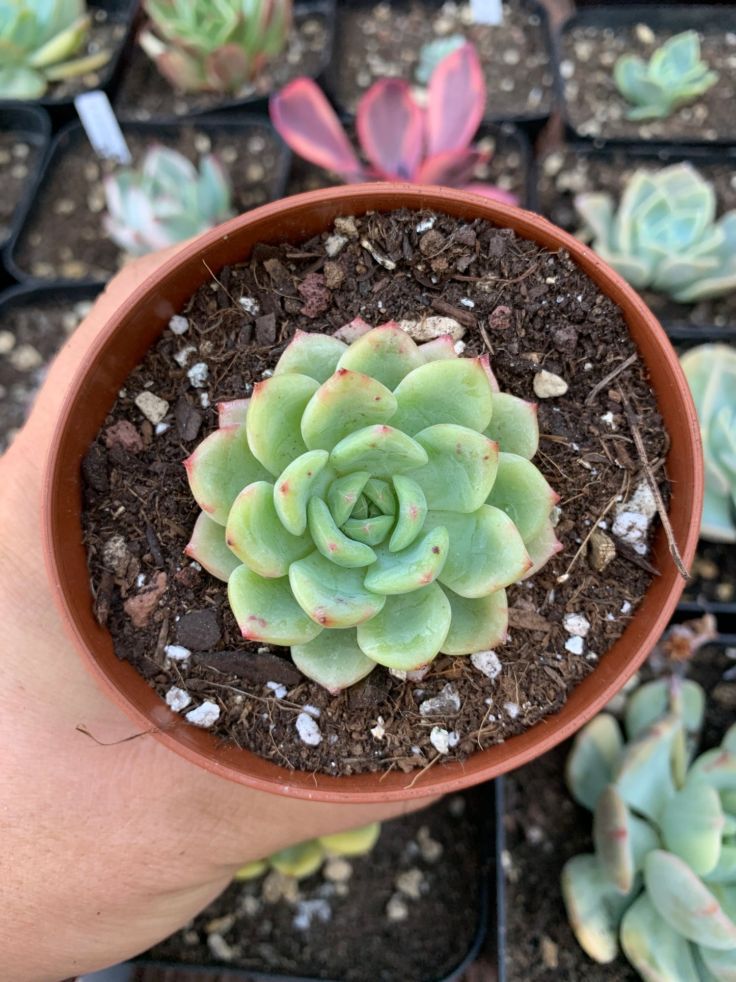 Echeveria "Salmão"