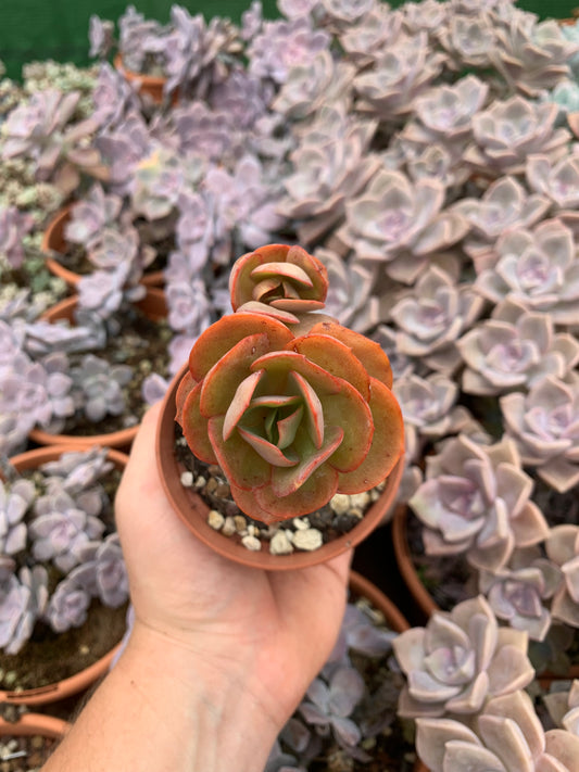 Echeveria „Suyon“ Koreanisch