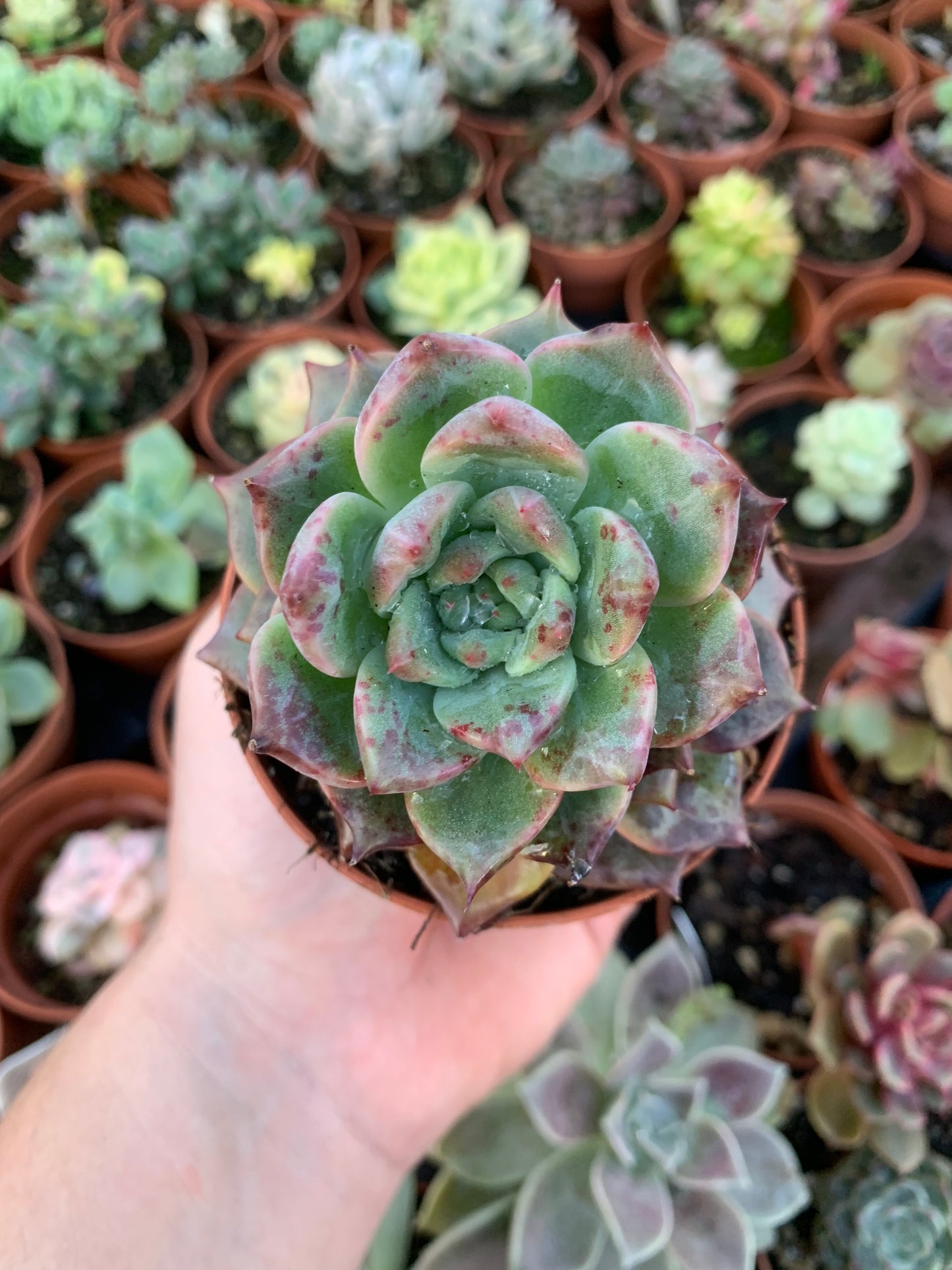 Echeveria "Seosi" by Air Magic