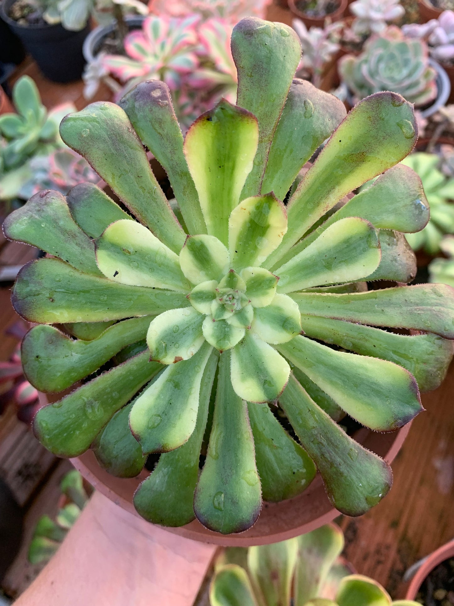 Aeonium "Venus" variegado