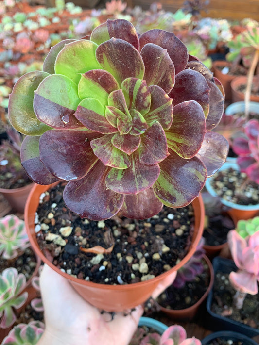 Aeonium "big bang plus" variegado