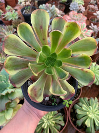 Aeonium "Super Bang" variegado