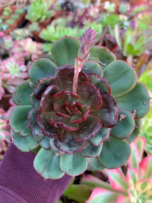 Echeveria "Black Tan" Korean