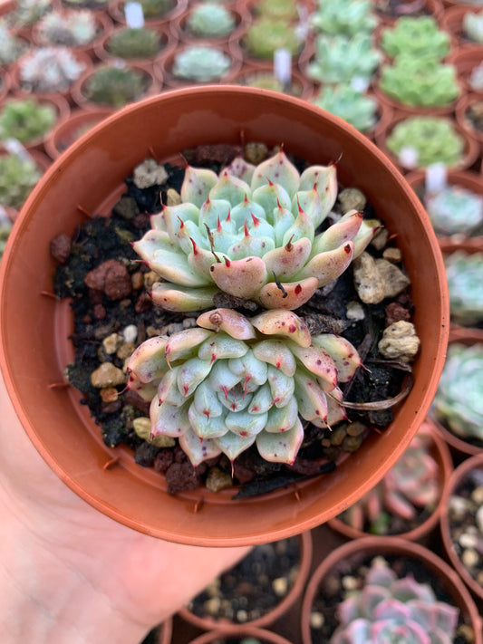 Echeveria cuspidata zaragozae