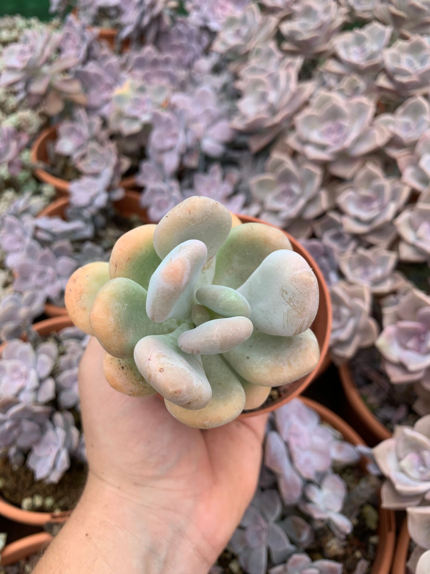 Pachyphytum oviferum "Momobijin" coreano