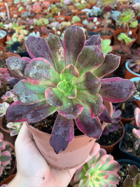 Aeonium "eden" variegado