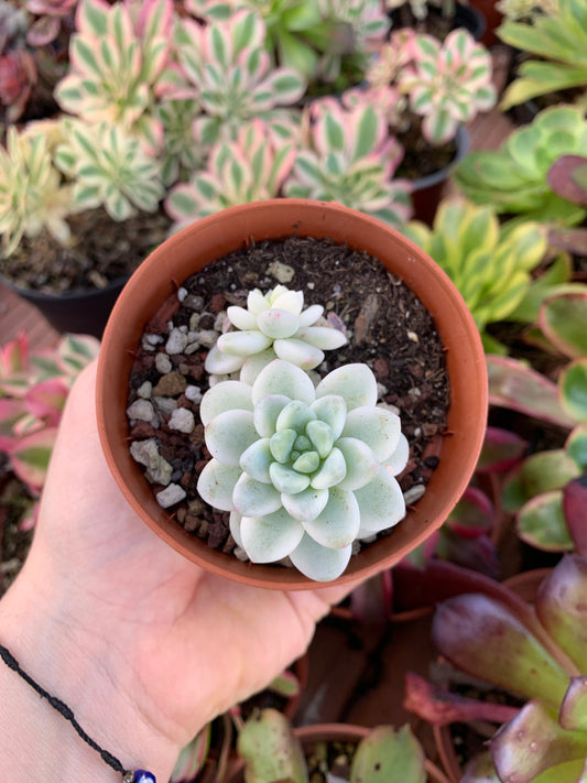 Sedum clavatum variegado Korean