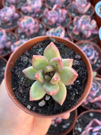 Pachyveria "Tivoli" Coreano