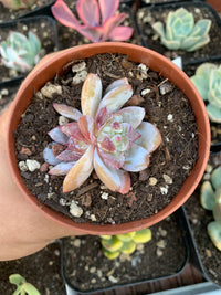 Echeveria  "chang e"