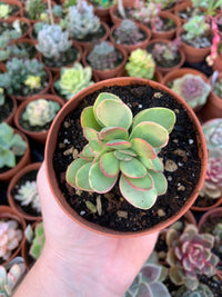 Crassula "Money Maker" variegada