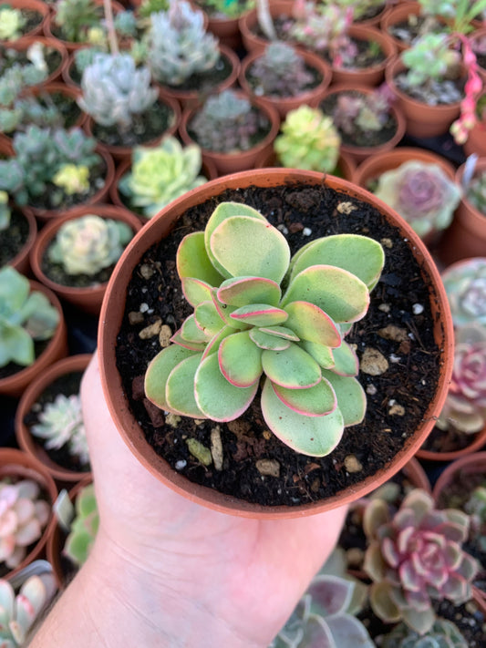 Crassula "Money Maker" variegada