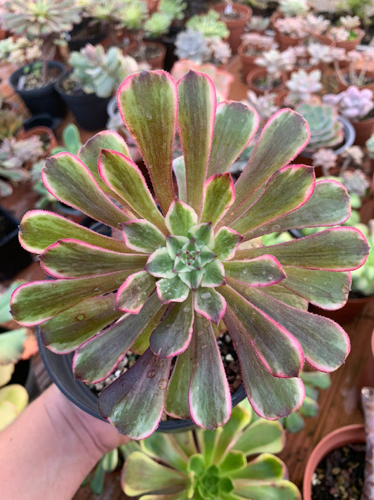 Aeonium "Ink Painting" variegado