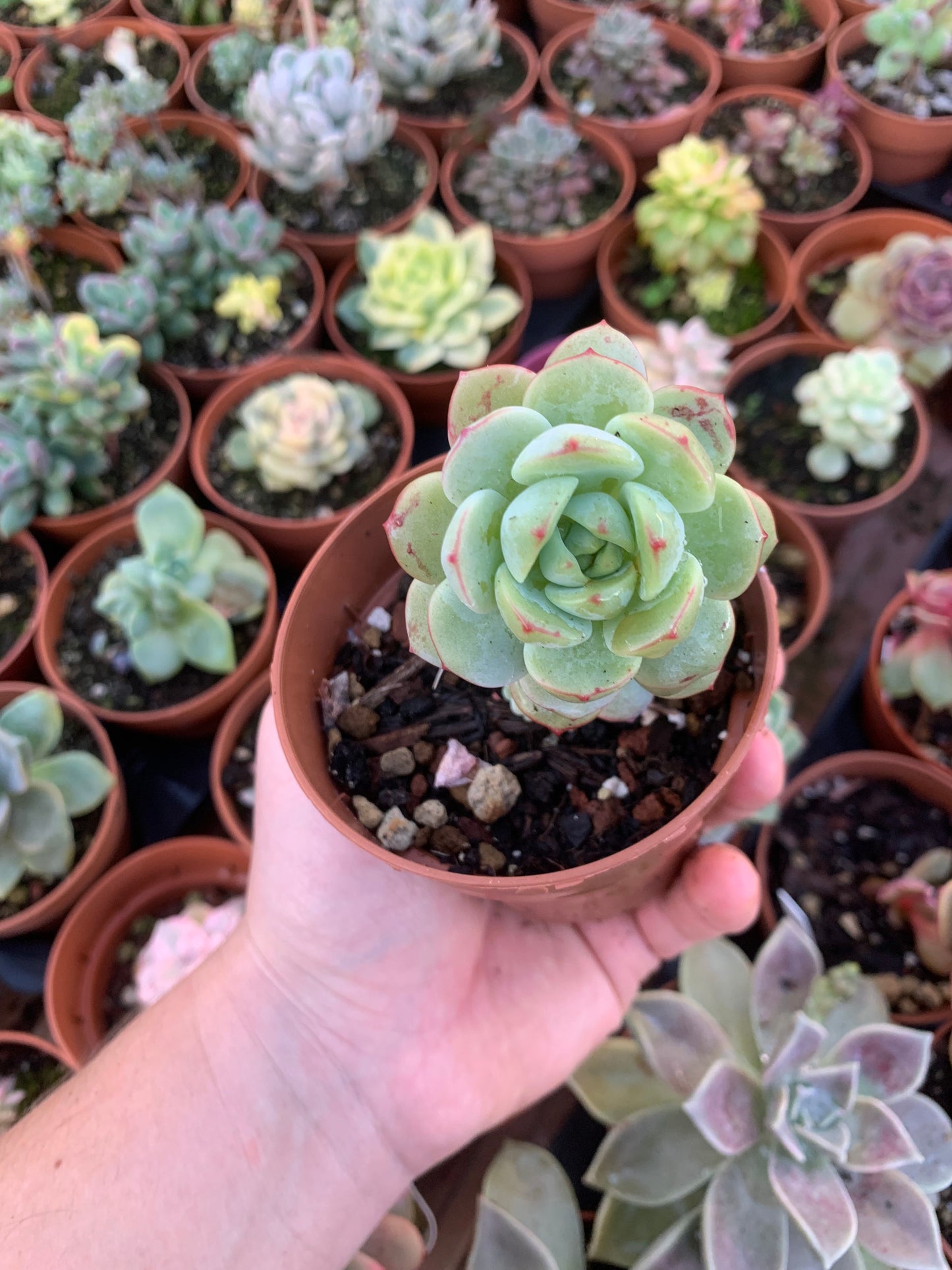 Sedeveria "Pudgy" (S. clavatum x E. derenbergii) Korean