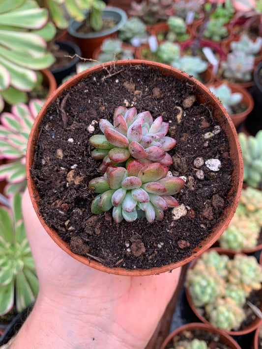 Echeveria amoena