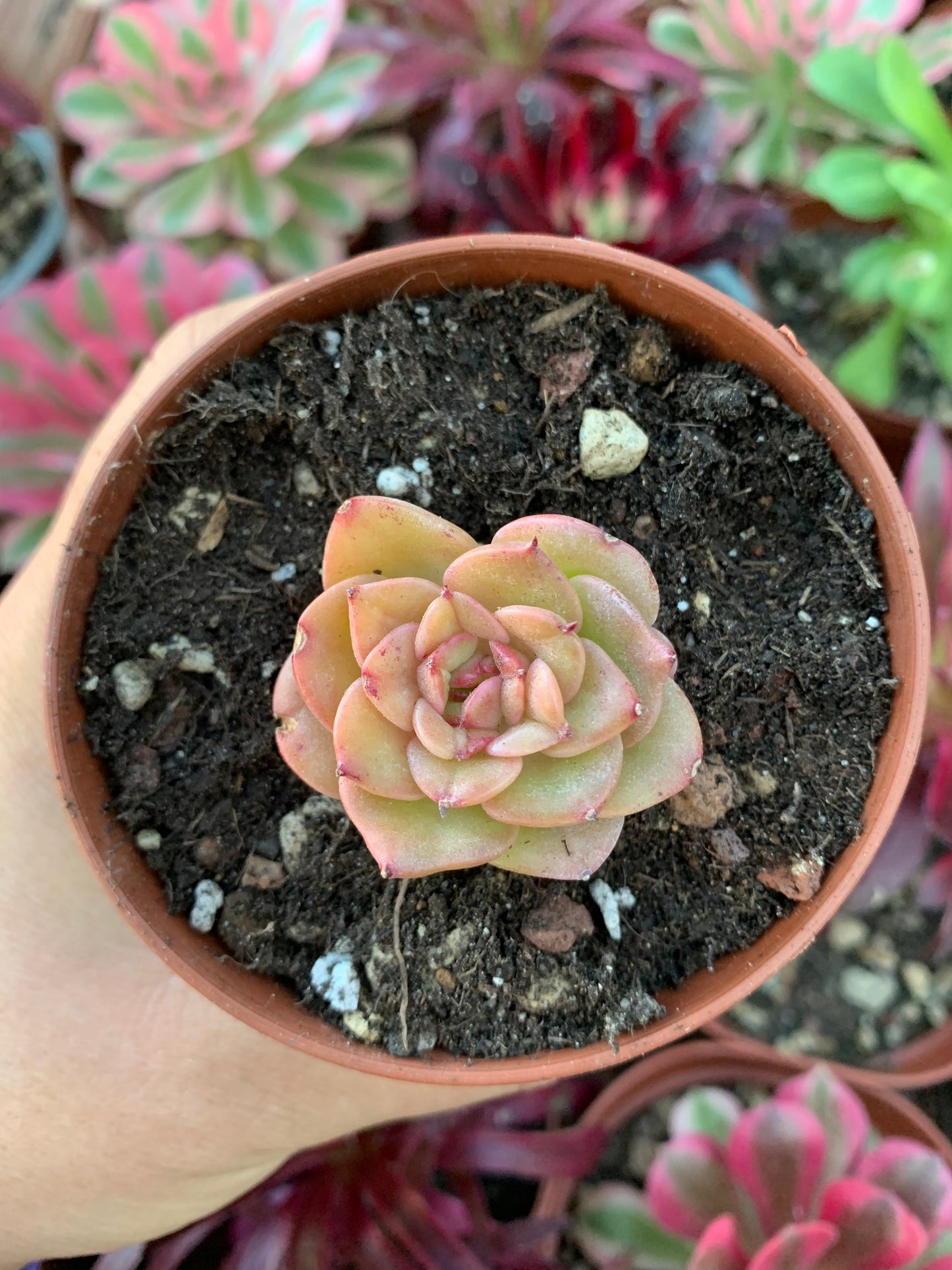 Echeveria "Nuda"