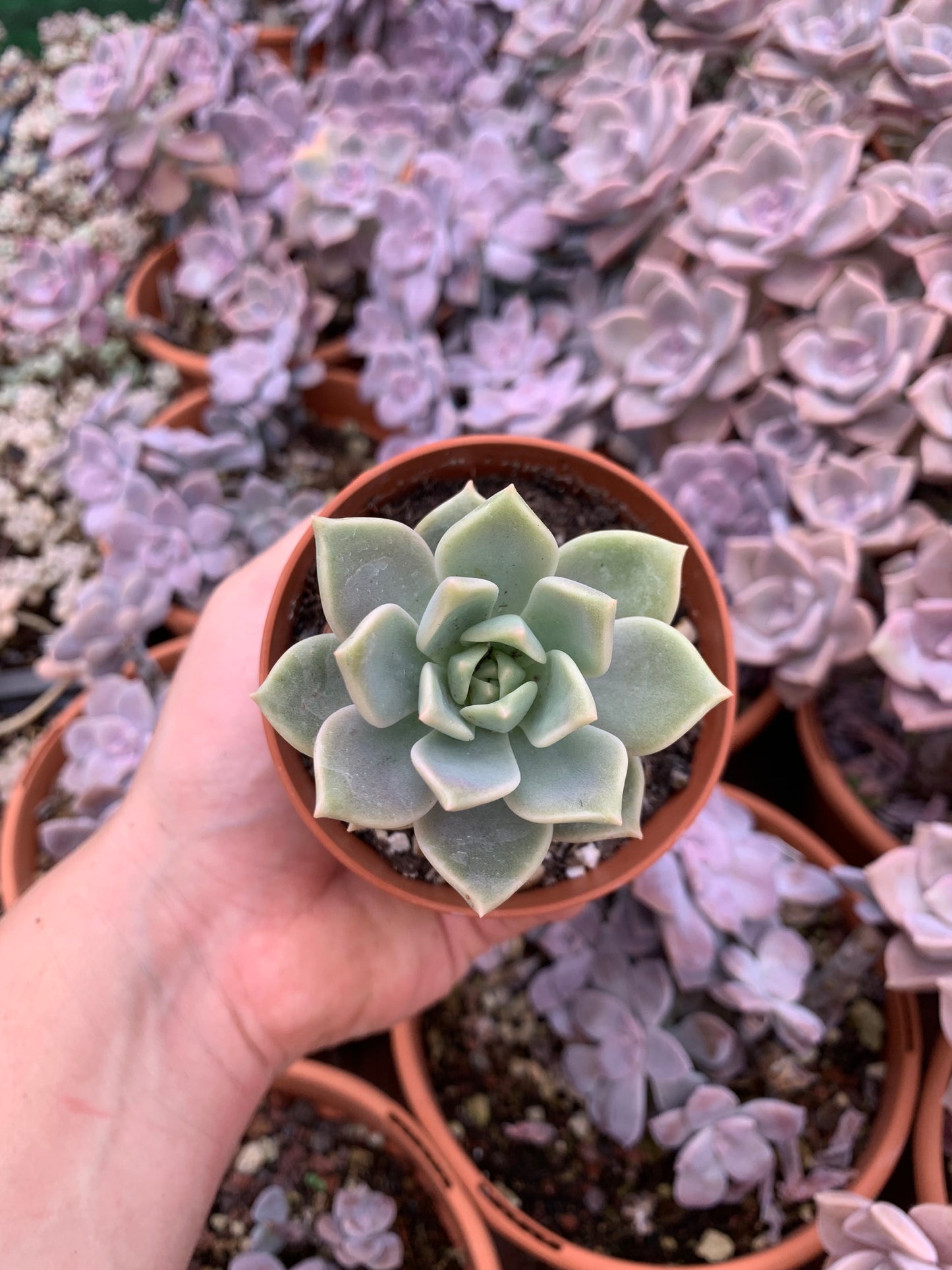 Graptoveria "Titubans" (E. derenbergii x Graptopetalum paraguayense)