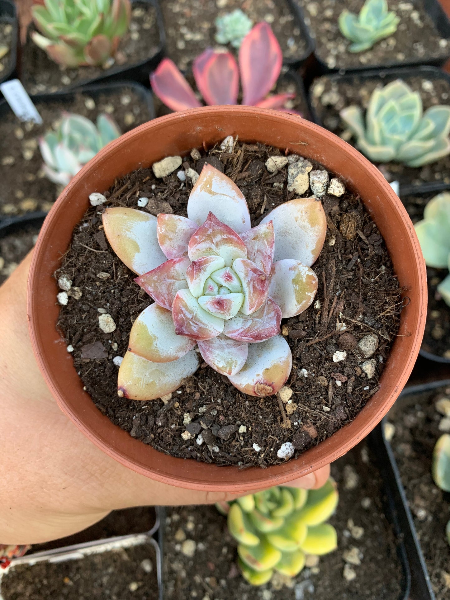 Echeveria  "chang e"