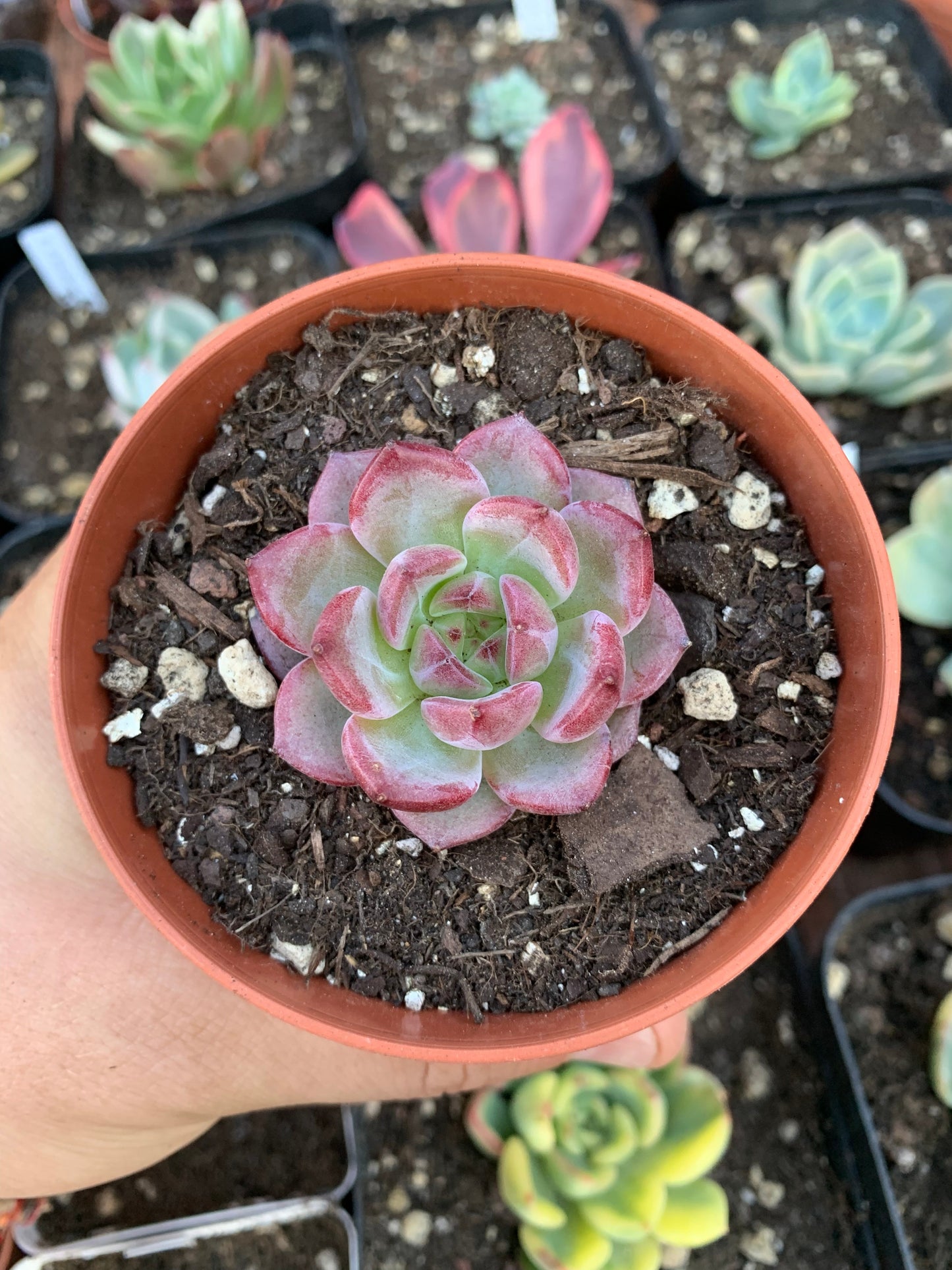 Echeveria "monroe hibrido"