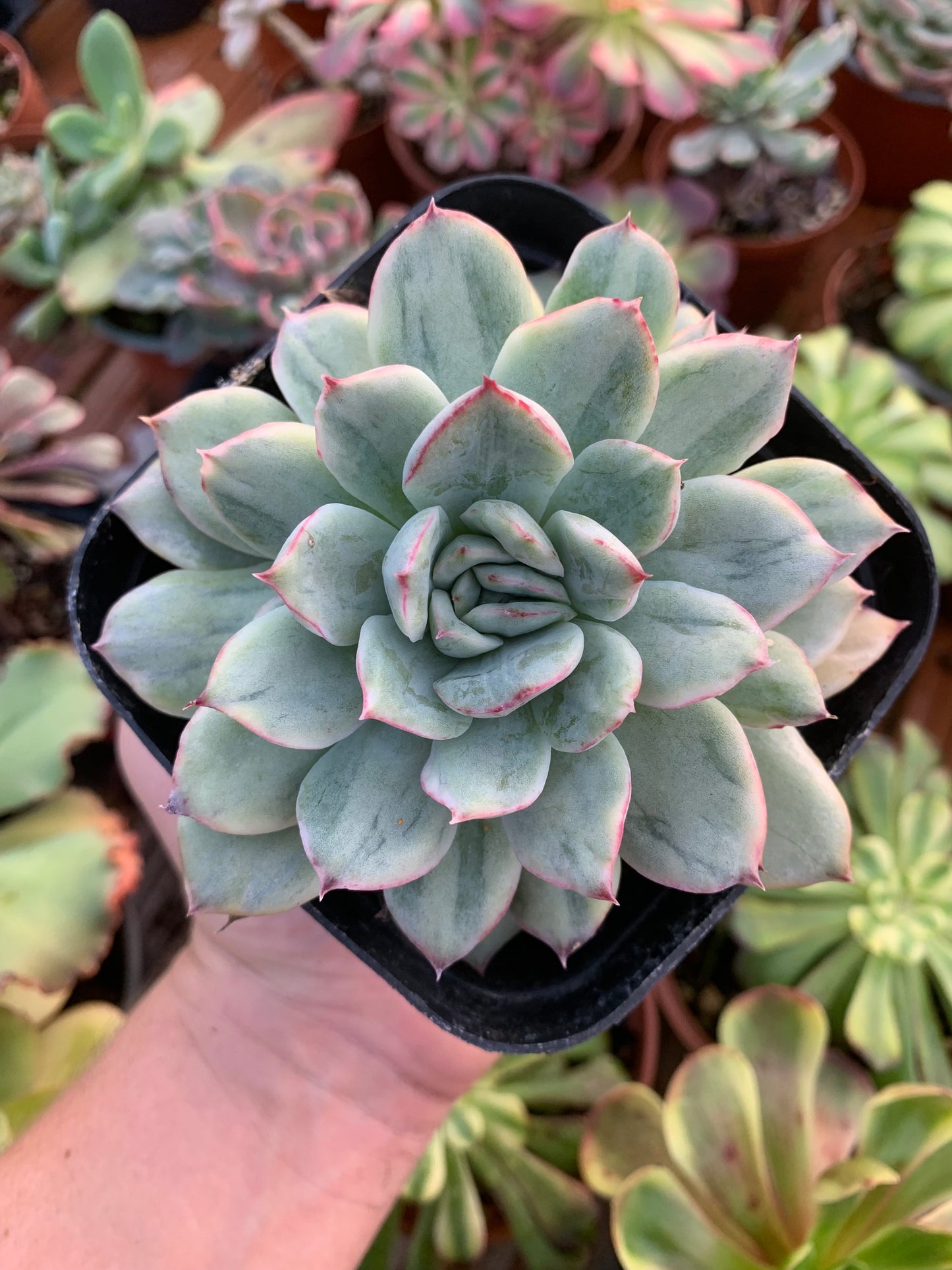 Echeveria ''Pulidonis silver'' variegada korean