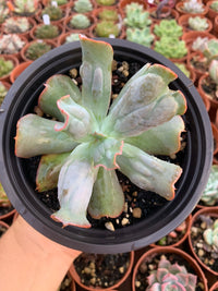 Echeveria "culibra" by Dick Wright