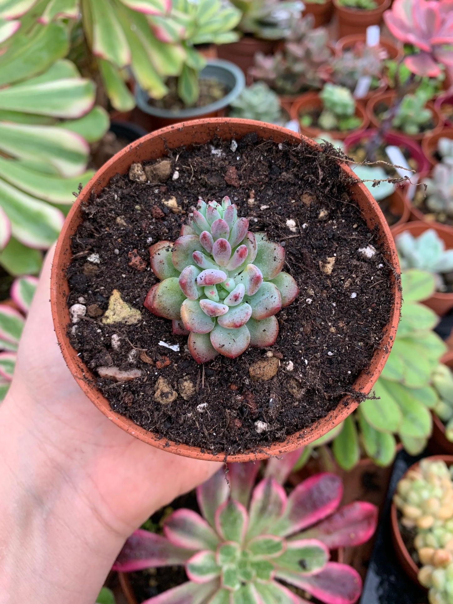 Echeveria amoena