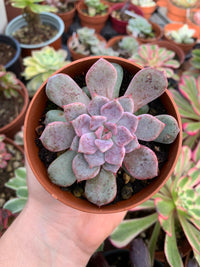 Echeveria "Devolution" (E. derembergii x E. laui selected) Korean by ChangHee