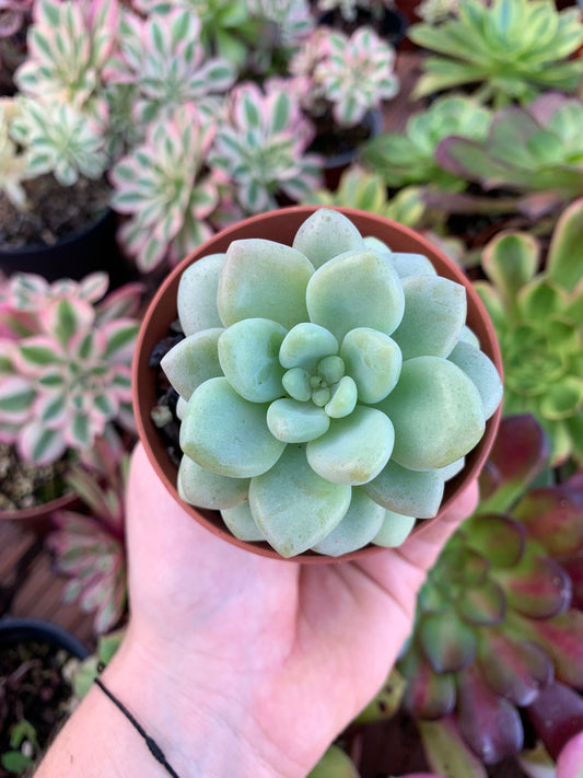 Echeveria "Caviar" Korean