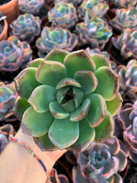 Echeveria "Black Pearl" Koreanisch