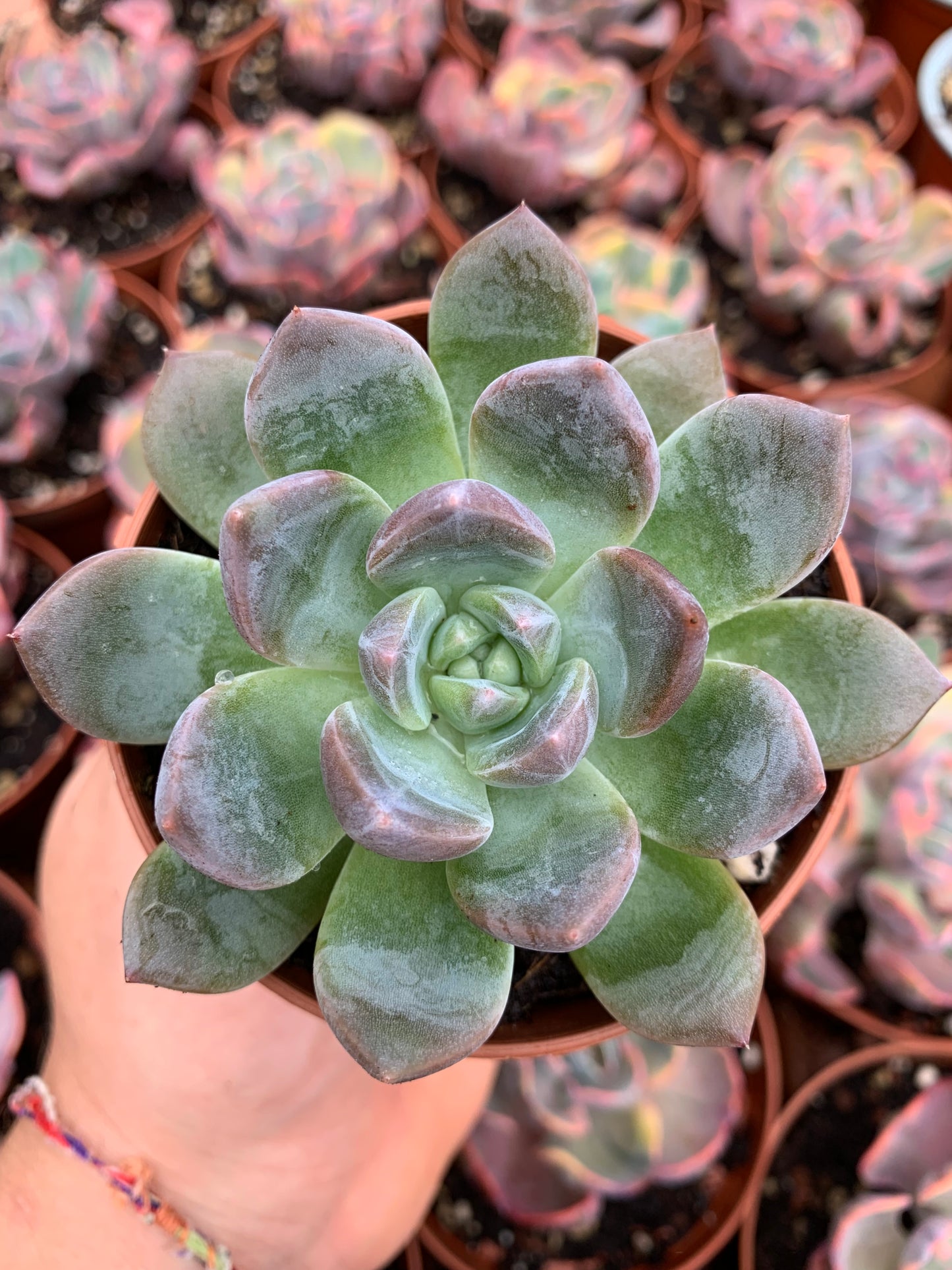 Echeveria "Pine Rose" Coreano