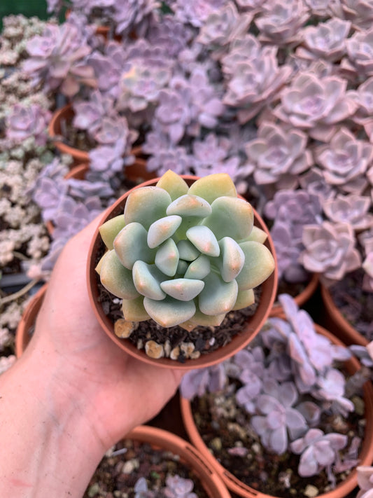 Pachyphytum  "White Americano"