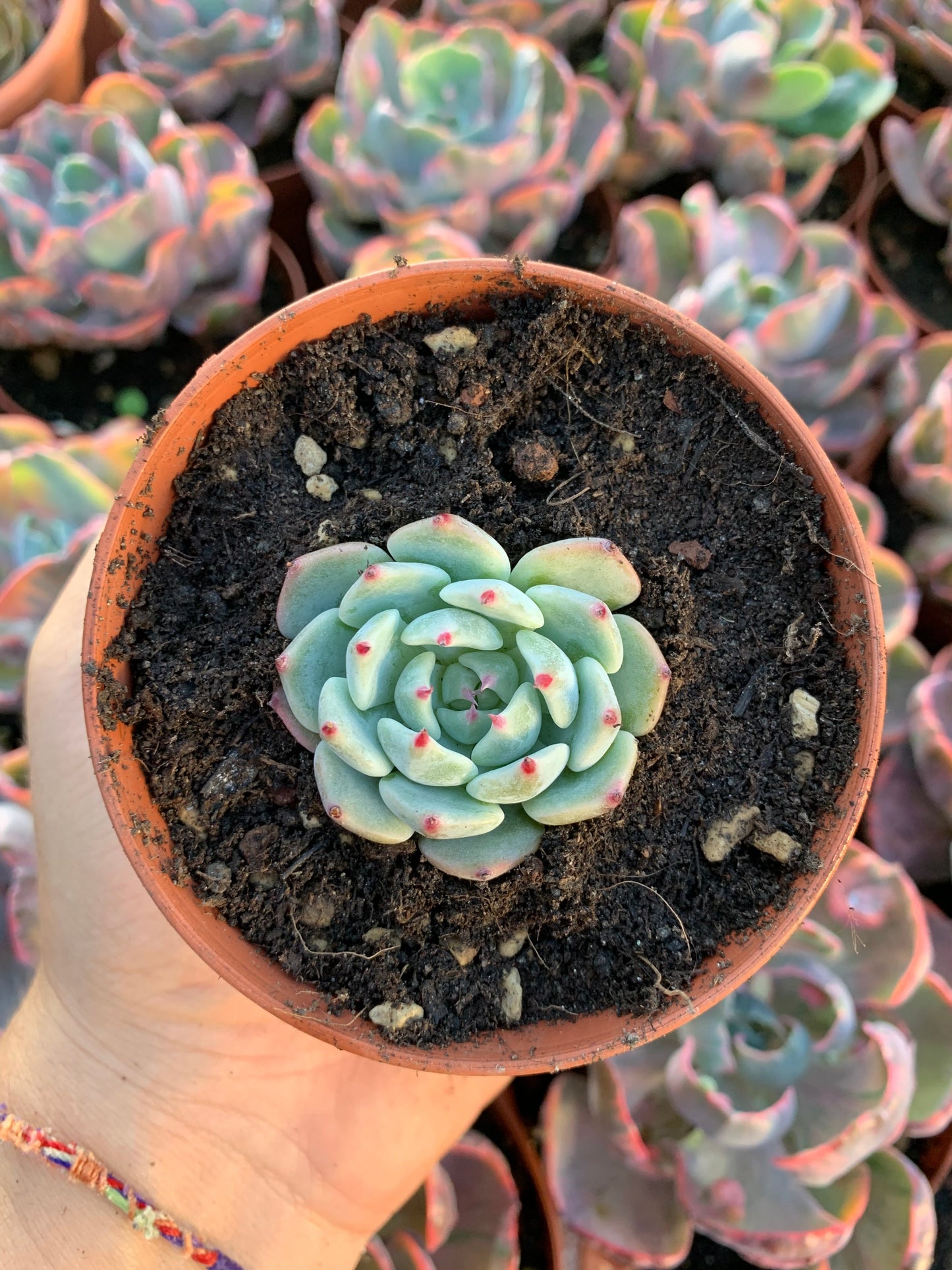 Echeveria "black nails" Korean