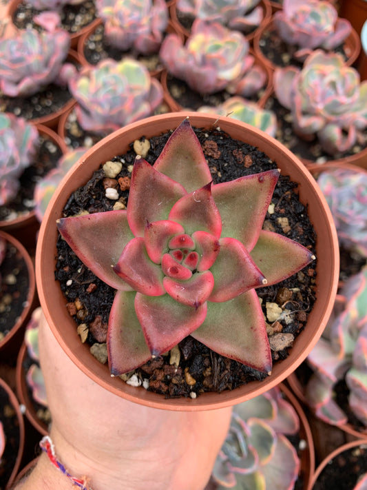 Echeveria agavoides "Romeo"