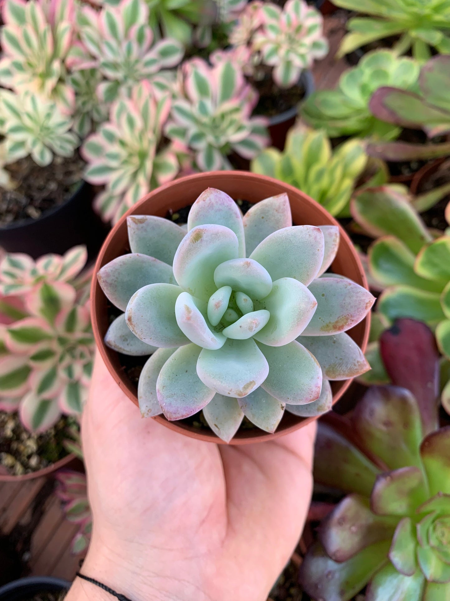 Echeveria "Snow Star"