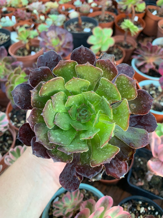 Aeonium "Fireworks"